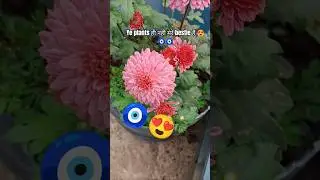 Ye Bs Plants Hi Nahin Hai Mere Bestie forever 😘 Hai 🧿😍😱#gardening #shorts#viral ##trending#yt