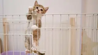 「行かなきゃ！」何度戻しても脱走してママに駆け寄る子猫がかわいい