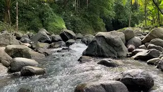 Gentle River Sounds for Fast Sleeping, Mental Relaxation, and Deep Healing Sleep 🌿😴