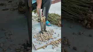 Simple Tool for Separating Peanuts from Roots