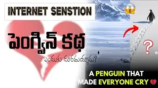 ఈ పెంగ్విన్ అందరినీ వదిలి ఎందుకు వెళ్లిపోయాడు? 😢 | Heartbreaking Internet Sensation