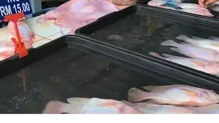 Mereka pergi ke pasar tamu lubok antu beli lauk ikan/ saya tinggal kat rumah .