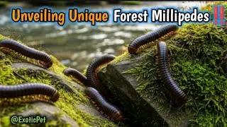 A Close-up look at the unique forest millipede colonies #Nature #ForestMillipede #millipedecolony