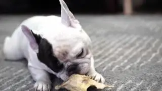 How Manny the Frenchie Became a Social Media Star