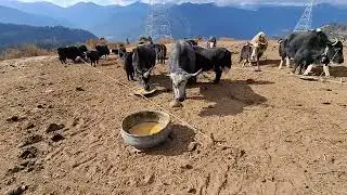 Himalayan Giants: A Day at the Yak Farm Nature’s Fluffiest Creatures: The Yak Farm Life ❄️