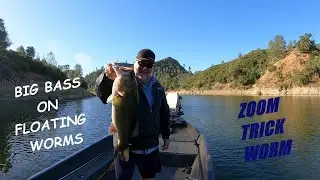 BIG BASS ON FLOATING WORMS... ZOOM TRICK WORM