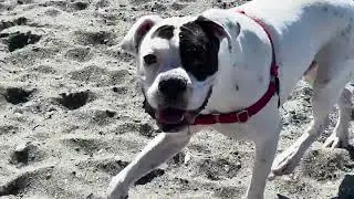 Edmonds Dog Park Cooper 5/8/24