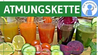 Atmungskette einfach erklärt - Stoffwechsel - Oxidative Phosphorylierung, Elektronentransportkette