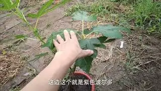 &ldquo;多合一&rdquo;无花果管理很关键！记住1个要点，轻松实现1树N种果！