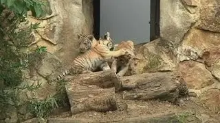 ADORABLE: Tiger cubs make their debut at Colombia zoo