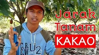 Menentukan Jarak Tanam Kakao