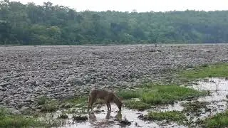 Jackol, pawalghar safari zone Corbett national park Ramnagar Nainital. 
