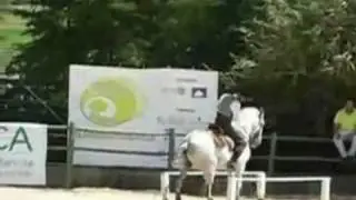 Horses Can Do the Cha Cha Slide