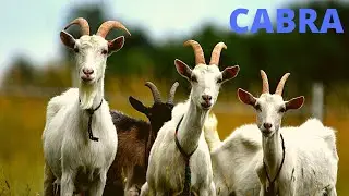 Som da cabra, barulho da cabra berrando