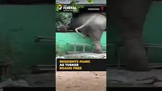 Wild elephant wanders into cowshed near Odisha home
