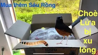 mua thêm sâu rồng và chòe lửa trống xù lông