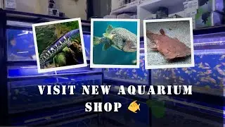 Visit new aquarium shop 🐠best for native fish lovers 😍channafish, pufferfish 🐡,frogmouthcatfish