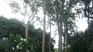 Rainbow Gum Eucalyptus Trees in Hawai'i