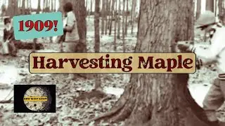 Autumn MAPLE Harvest in OLD QUEBEC!