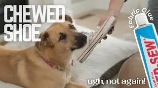 Fix Dog Chewed Shoes with Speed Sew Fabric Glue