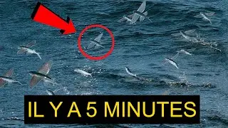 COMMENT CES POISSONS PEUVENT-ILS &Agrave; NOUVEAU VOLER ? POISSON VOLANT
