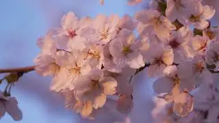 Spring Cherry Blossom Stock Footage