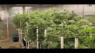 Brenen and Nakedfarmer420 week 3 of flower in the Webbgro