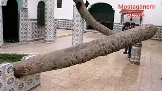 Mostaganem Sidi Lakhdar Chanson Maazouz Bouadjadj Réalisation Miloud Oughari - Mai 2022