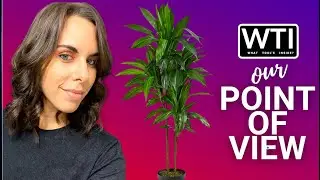 Our Point of View on Nearly Natural Artificial Plants  From Amazon