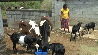 Mati Ke Mol - Animal Husbandry by Indrawtee Gokhool
