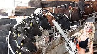 Milking, and Hoof Trimming at a High-Tech American Dairy Farm #virtualfarmlife #agribusiness