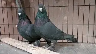 Андижанские голуби пара чёрных 10000+7 903 717-81-51 Москва
