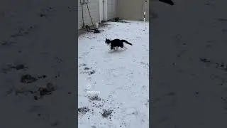 cats video #playing with snowfall