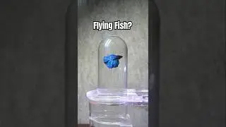 Inverted Aquarium for Betta Fish #animal #aquarium #fish #bettafish