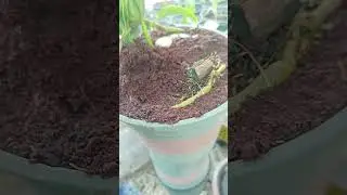 How to treat coconut husk. TT Tanin. Lan, monster.... #garden #scienceexperiment #plants #science...