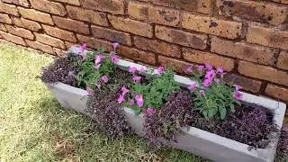 Vishal new grass planted 2026