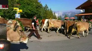 Alpabfahrt Kaltenbrunnen 22.09.2016