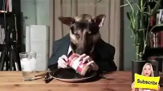 Try Not To Laugh Challenge   Funny Cat & Dog Vines compilation 2019