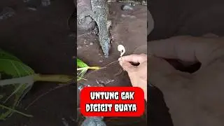 PADAHAL SUDAH DIKIT LAGI  - IKAN CHANNA #shorts #channa #limbata #viral