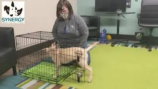 Crate Training Using Shaping