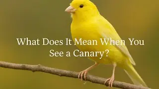 What Does It Mean When You See a Canary? A Spiritual Message in Feathers