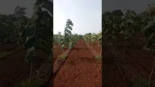 kisan #kisan #shorts #tnding #shortvideo #viralvideo #support