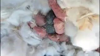 Cute bunny rabbit Baby short video 🖤🖤#business #rabbiteating #rabbit #cutepet 