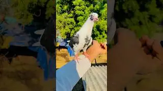 KABUTAR LOVER 🕊️#kabutar #pigeon #pigeons #birds #kabootar #pigeonpose #pigeonlove #kabutarbazi