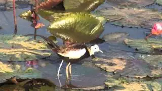 Jacana Call