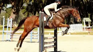 COJO at Florida Horse Park