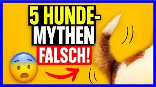 5 Hunde-Mythen &ndash; So ist es WIRKLICH!