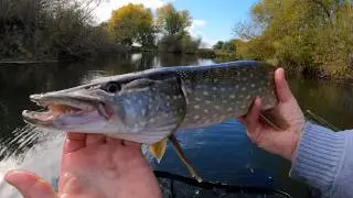 Pike Fishing  The Thames Back Waters and Weir Oxfordshire late October 2025