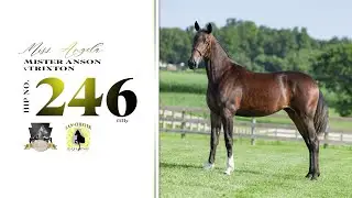 (Miss Angela) Mister Anson x Trixton - Lot 246