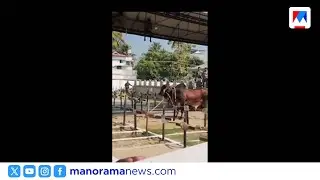 വൈപ്പിനിൽ വിരണ്ടോടിയ കാള ഒരാളെ കുത്തിപ്പരിക്കേൽപ്പിച്ചു ​| Vypin